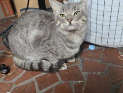 Found/Stray Female Cat last seen Arrowood st Dominion blvd, Norfolk, VA 23518