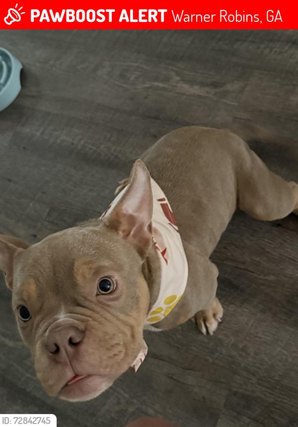 Lost Male Dog last seen Fountain Park, Warner Robins, GA 31088