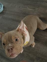 Lost Male Dog last seen Fountain Park, Warner Robins, GA 31088