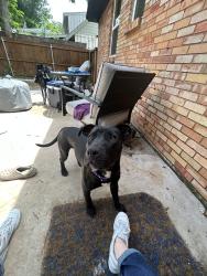 Found/Stray Female Dog last seen St. francis and Sweetwater, Dallas, TX 75228