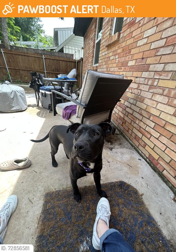 Found/Stray Female Dog last seen St. francis and Sweetwater, Dallas, TX 75228