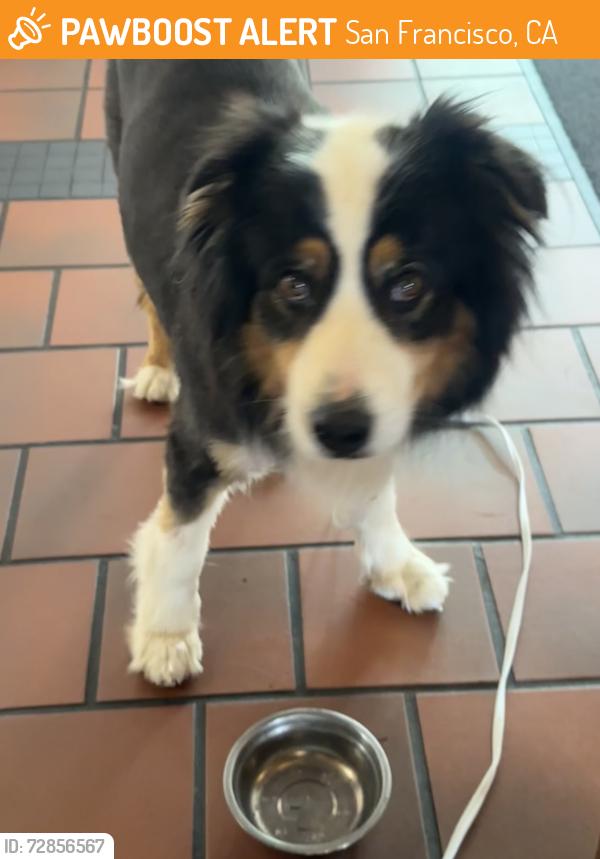 Found/Stray Male Dog last seen Beach chalet , San Francisco, CA 94121