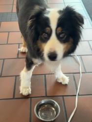 Found/Stray Male Dog last seen Beach chalet , San Francisco, CA 94121