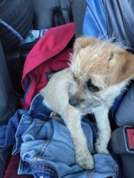 Found/Stray Female Dog last seen Elenore, Sacramento, CA 95815
