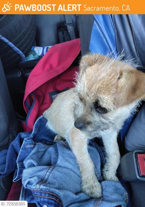 Found/Stray Female Dog last seen Elenore, Sacramento, CA 95815