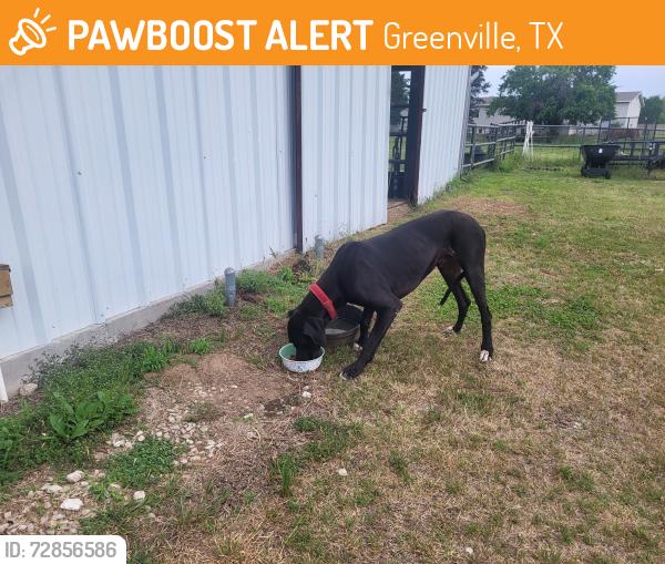 Found/Stray Male Dog last seen Fm 499, Greenville, TX 75401