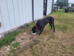 Found/Stray Male Dog last seen Fm 499, Greenville, TX 75401