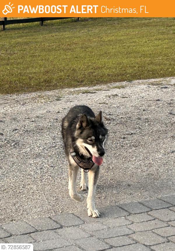 Found/Stray Male Dog last seen Lake Pickett Road and Fort Christmas Road, Christmas, FL 32709