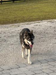 Found/Stray Male Dog last seen Lake Pickett Road and Fort Christmas Road, Christmas, FL 32709