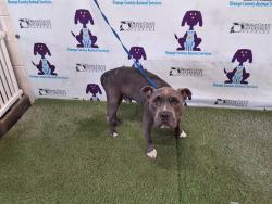 Shelter Stray Male Dog last seen , Orlando, FL 32839