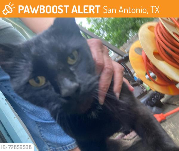 Found/Stray Unknown Cat last seen I will hold and care for it at my hse, San Antonio, TX 78247