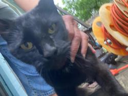 Found/Stray Unknown Cat last seen I will hold and care for it at my hse, San Antonio, TX 78247