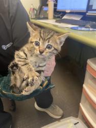 Shelter Stray Female Cat last seen Near BLOCK S CONSTITUTION BLVD, Salt Lake City, UT 84120