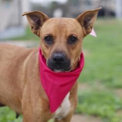 Shelter Stray Female Dog last seen WHEATLEY AND YUCCA, San Antonio, TX 78227