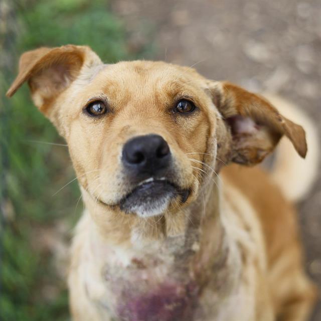 Shelter Stray Female Dog last seen Near BLOCK PORTSIDE, San Antonio, TX 78227