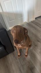 Reunited Male Dog last seen By bjs market place a, Lady Lake, FL 32159