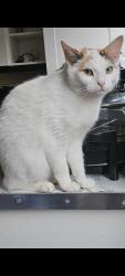 Lost Female Cat last seen Ballynafoy close , Belfast, Northern Ireland 
