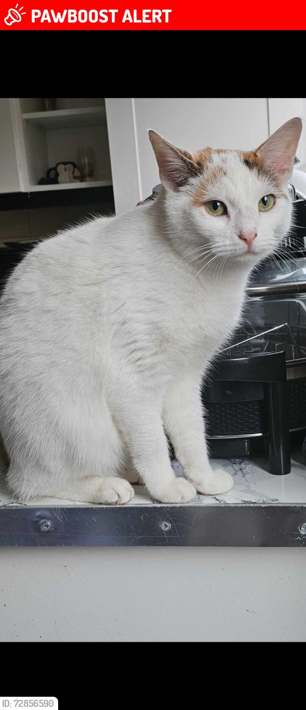 Lost Female Cat last seen Ballynafoy close , Belfast, Northern Ireland 