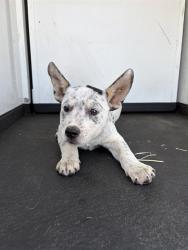 Shelter Stray Female Dog last seen Near BLK HACIENDA DR, BAKERSFIELD, CA, Bakersfield, CA 93307