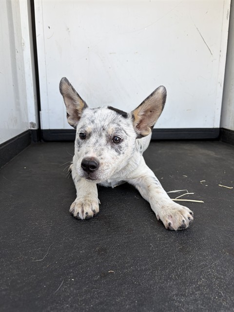Shelter Stray Female Dog last seen Near BLK HACIENDA DR, BAKERSFIELD, CA, Bakersfield, CA 93307