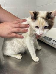 Shelter Stray Female Cat last seen , Shelby, NC 28150
