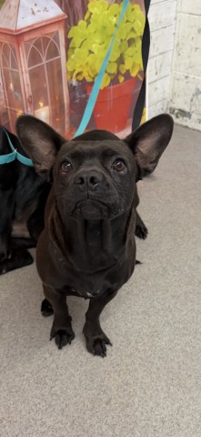 Shelter Stray Female Dog last seen LIVEOAK X MOUNTAIN HIGH, San Bernardino, CA 92401