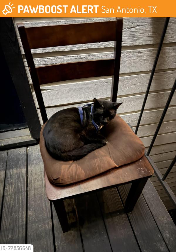 Found/Stray Unknown Cat last seen Across the street from Little Woodrows, San Antonio, TX 78229