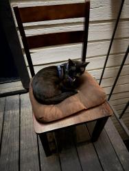 Found/Stray Unknown Cat last seen Across the street from Little Woodrows, San Antonio, TX 78229