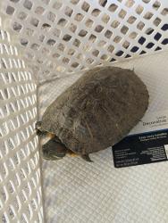 Found/Stray Unknown Reptile last seen Seaman st, South El Monte, CA 91733
