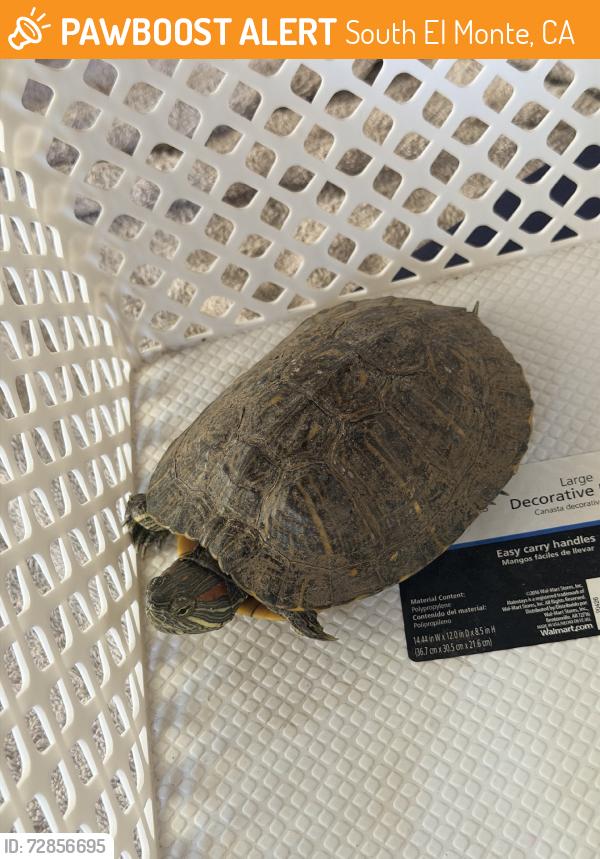 Found/Stray Unknown Reptile last seen Seaman st, South El Monte, CA 91733