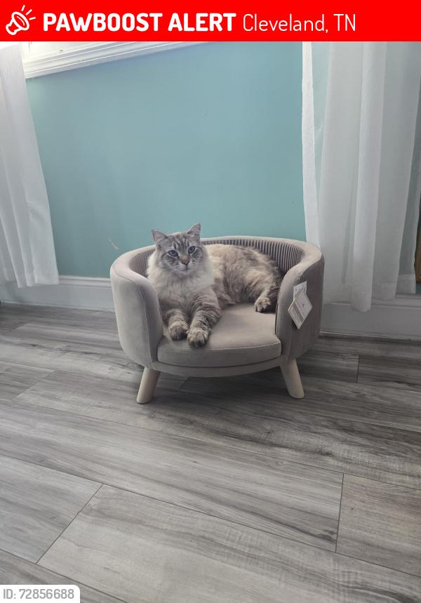 Lost Male Cat last seen Candies Lane nw cleveland tn 37312, Cleveland, TN 37312