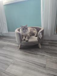 Lost Male Cat last seen Candies Lane nw cleveland tn 37312, Cleveland, TN 37312