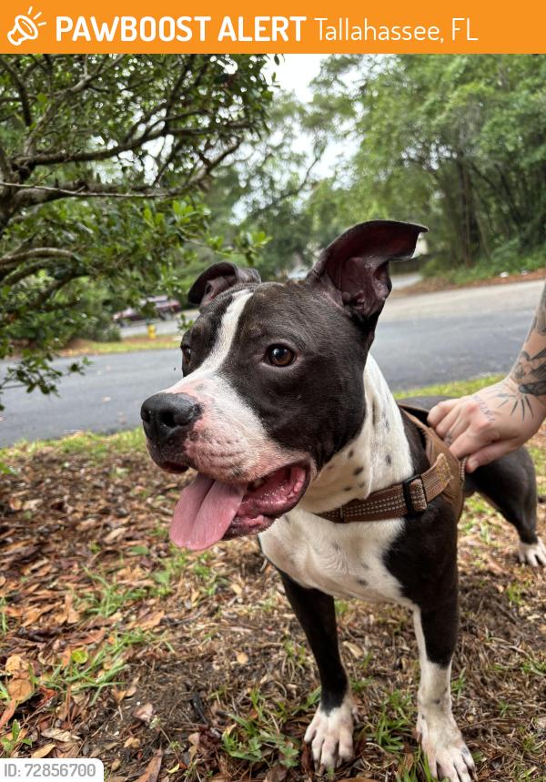 Found/Stray Male Dog last seen Locke st and meridian road, Tallahassee, FL 32303