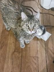 Reunited Female Cat last seen 24th and E St, Washington, DC 20002