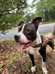 Found/Stray Male Dog last seen Locke st and meridian road, Tallahassee, FL 32303