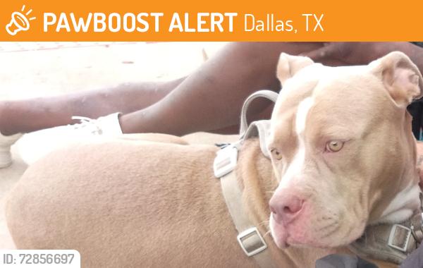 Found/Stray Female Dog last seen Life church, Dallas, TX 75287