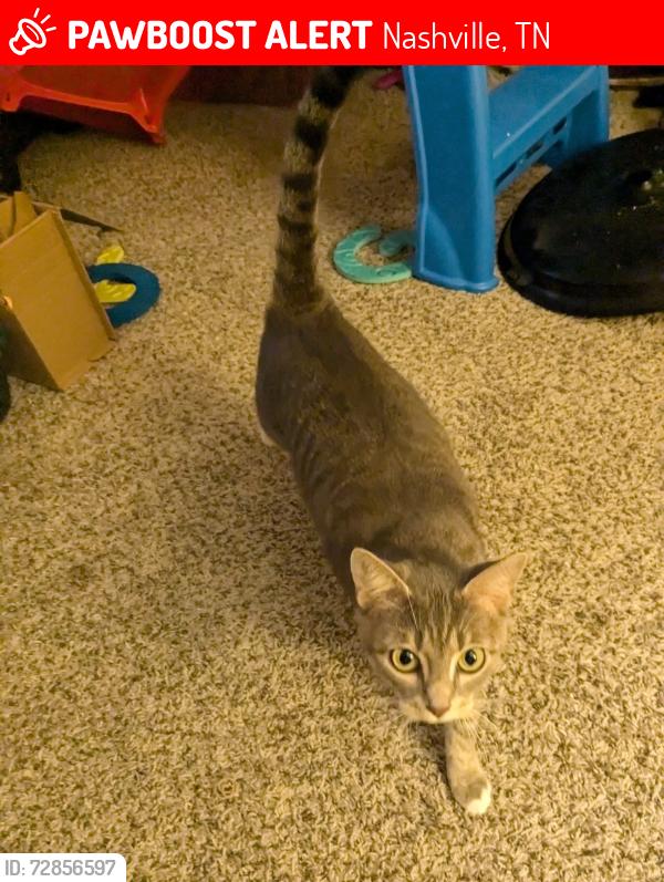 Lost Female Cat last seen Near Atrium Way Nashville, TN  37214 United States, Nashville, TN 37210
