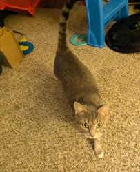 Lost Female Cat last seen Near Atrium Way Nashville, TN  37214 United States, Nashville, TN 37210
