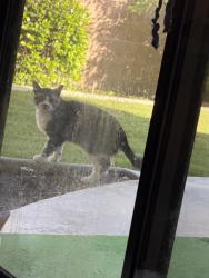Found/Stray Unknown Cat last seen Ming Avenue and El Portal Dr, Bakersfield, CA 93309