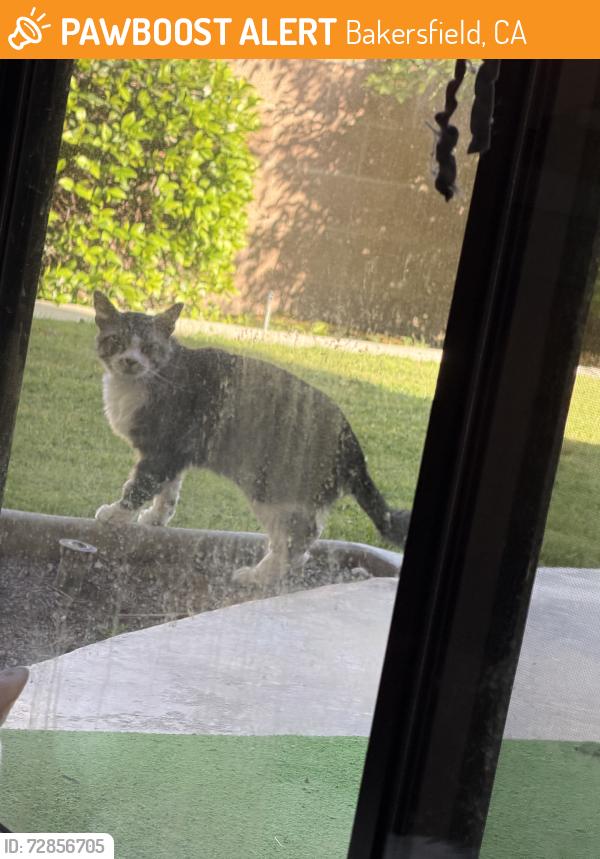 Found/Stray Unknown Cat last seen Ming Avenue and El Portal Dr, Bakersfield, CA 93309