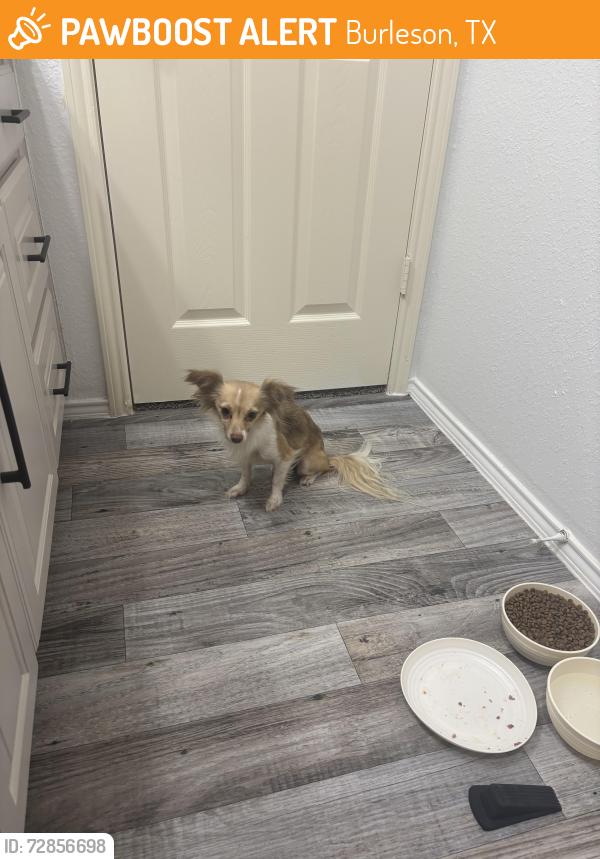 Found/Stray Female Dog last seen Vinewood, Burleson, TX 76028