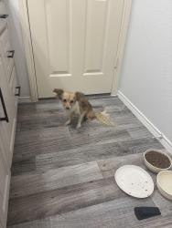 Found/Stray Female Dog last seen Vinewood, Burleson, TX 76028