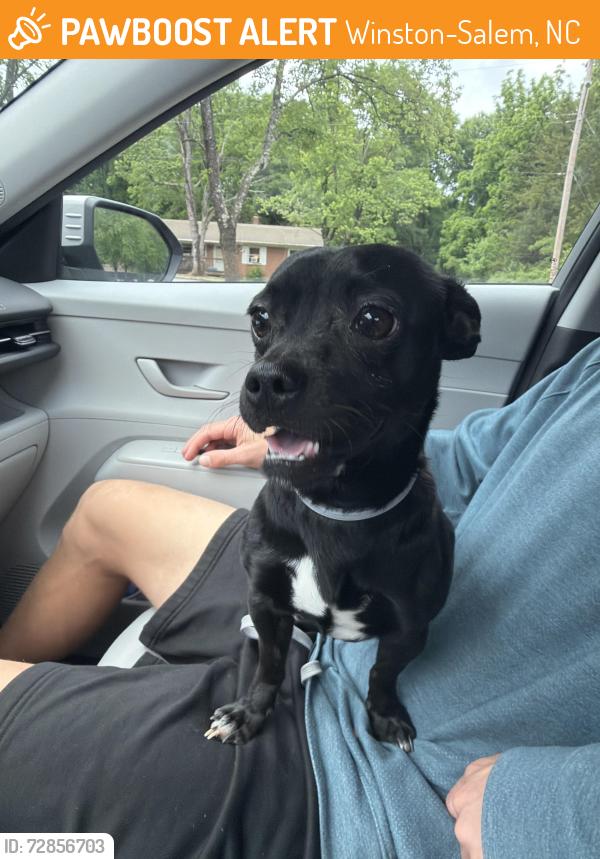 Found/Stray Male Dog last seen Salem lake on ramp near high point rd, Winston-Salem, NC 27108