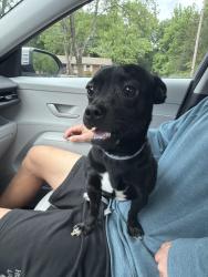 Found/Stray Male Dog last seen Salem lake on ramp near high point rd, Winston-Salem, NC 27108