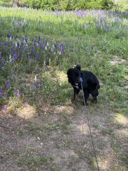 Lost Male Dog last seen w spring creek pkwy & headquarters by portobello dr , Plano, TX 75024
