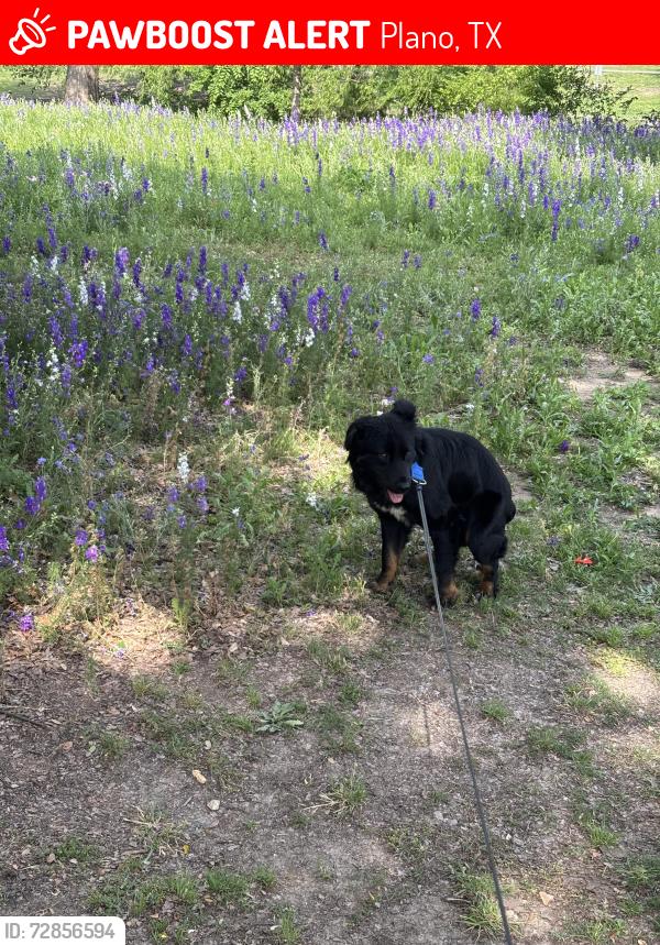 Lost Male Dog last seen w spring creek pkwy & headquarters by portobello dr , Plano, TX 75024