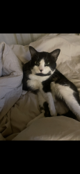 Lost Male Cat last seen Alison, Wheat Ridge, CO 80033