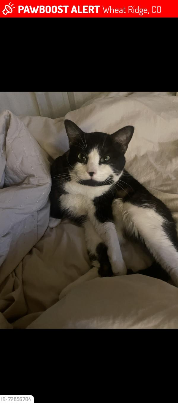 Lost Male Cat last seen Alison, Wheat Ridge, CO 80033
