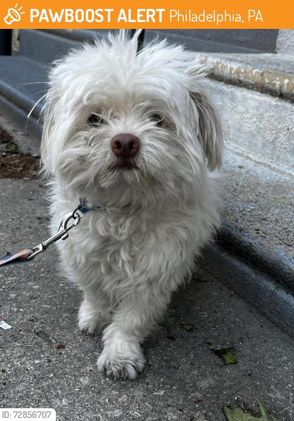 Found/Stray Male Dog last seen Near block of 30th st , Philadelphia, PA 19121