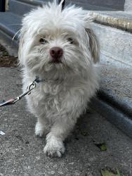 Found/Stray Male Dog last seen Near block of 30th st , Philadelphia, PA 19121
